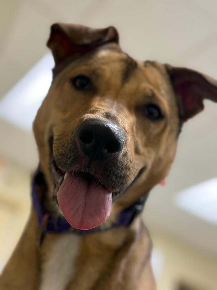 Enlarge Disco (FOSTERED LOCALLY), a Adoptable mixed breed in Leverett, MA image 4/6