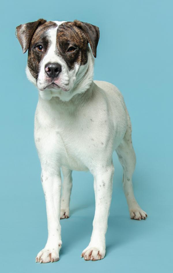 Wyatt, Adoptable, Adult Male Hound.