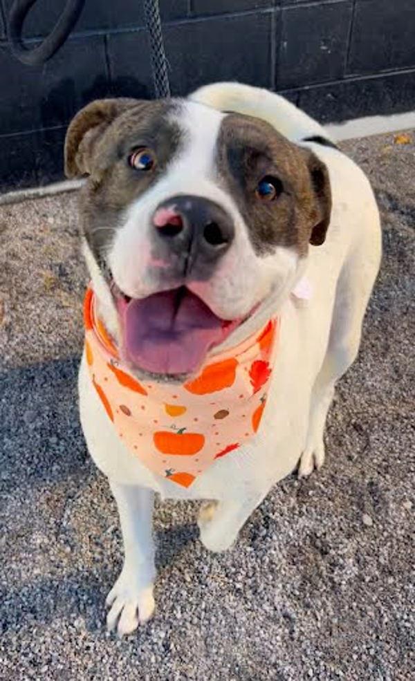 Enlarge Wyatt, a Adoptable mixed breed in Knoxville, TN image 2/2