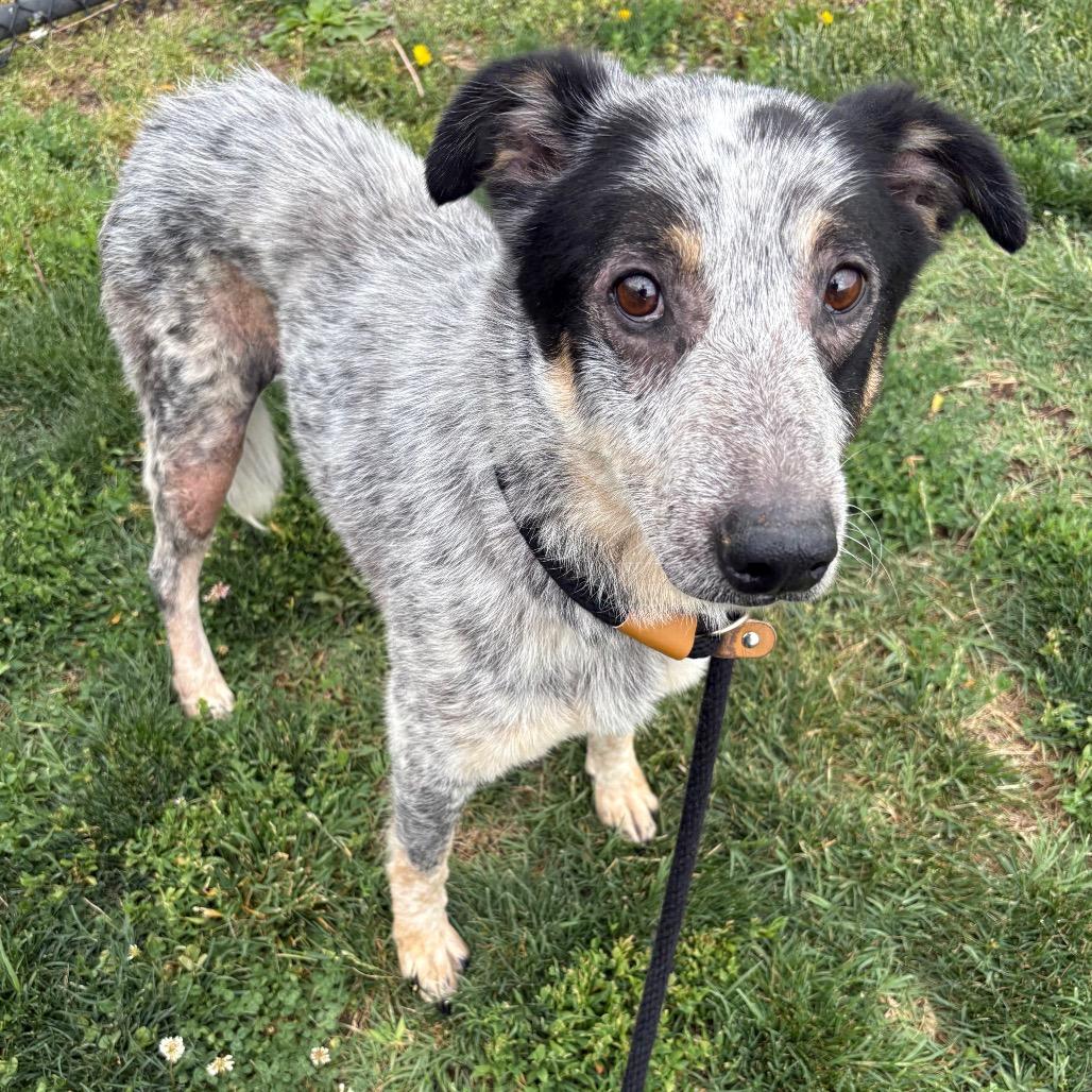 Enlarge Tater, a ADOPTABLE mixed breed in Columbia, MO image 4/5