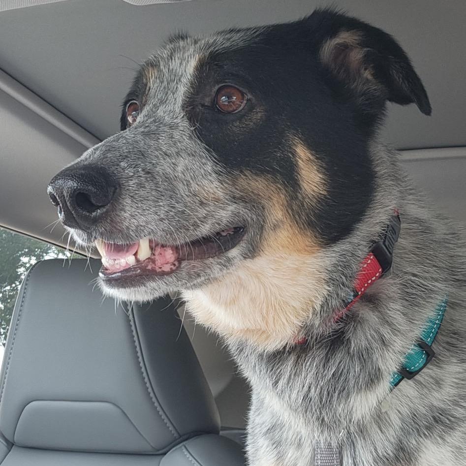 Enlarge Tater, a ADOPTABLE mixed breed in Columbia, MO image 2/5