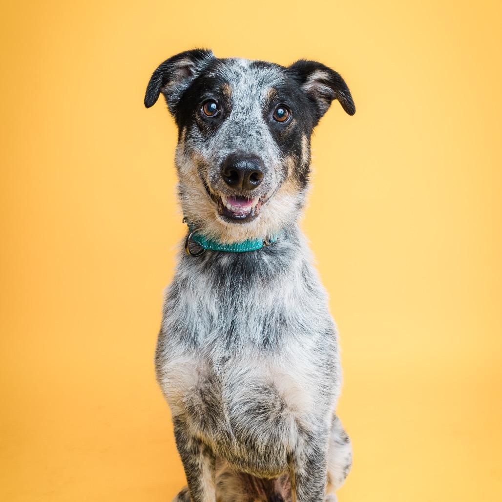 Enlarge Tater, a ADOPTABLE mixed breed in Columbia, MO image 1/5