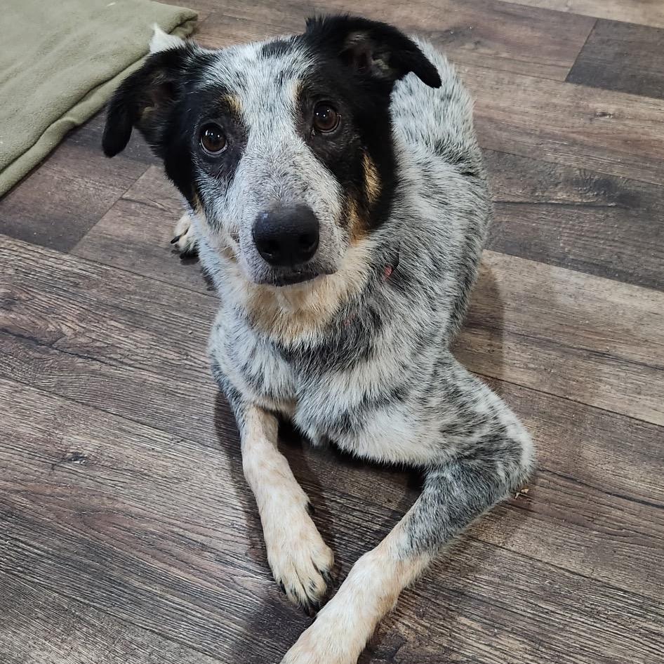 Enlarge Tater, a ADOPTABLE mixed breed in Columbia, MO image 5/5