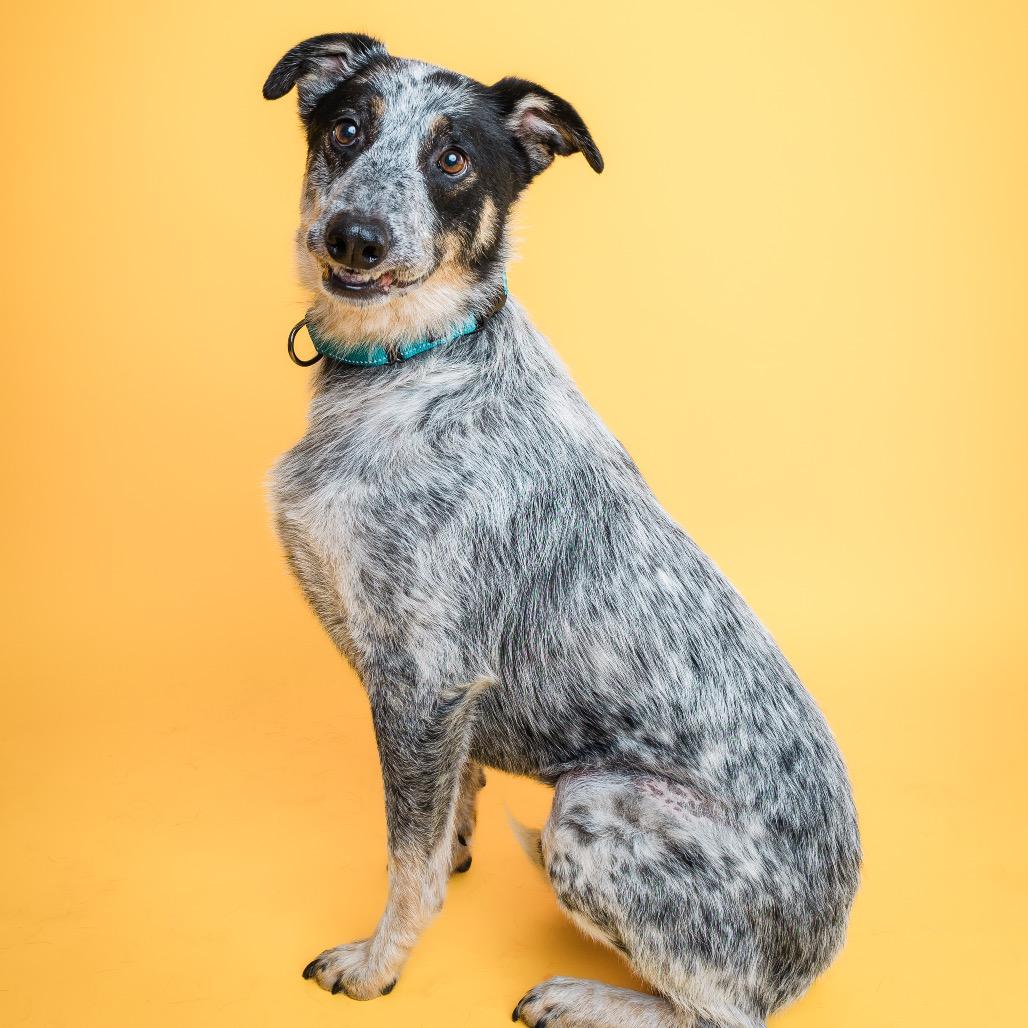 Enlarge Tater, a ADOPTABLE mixed breed in Columbia, MO image 3/5