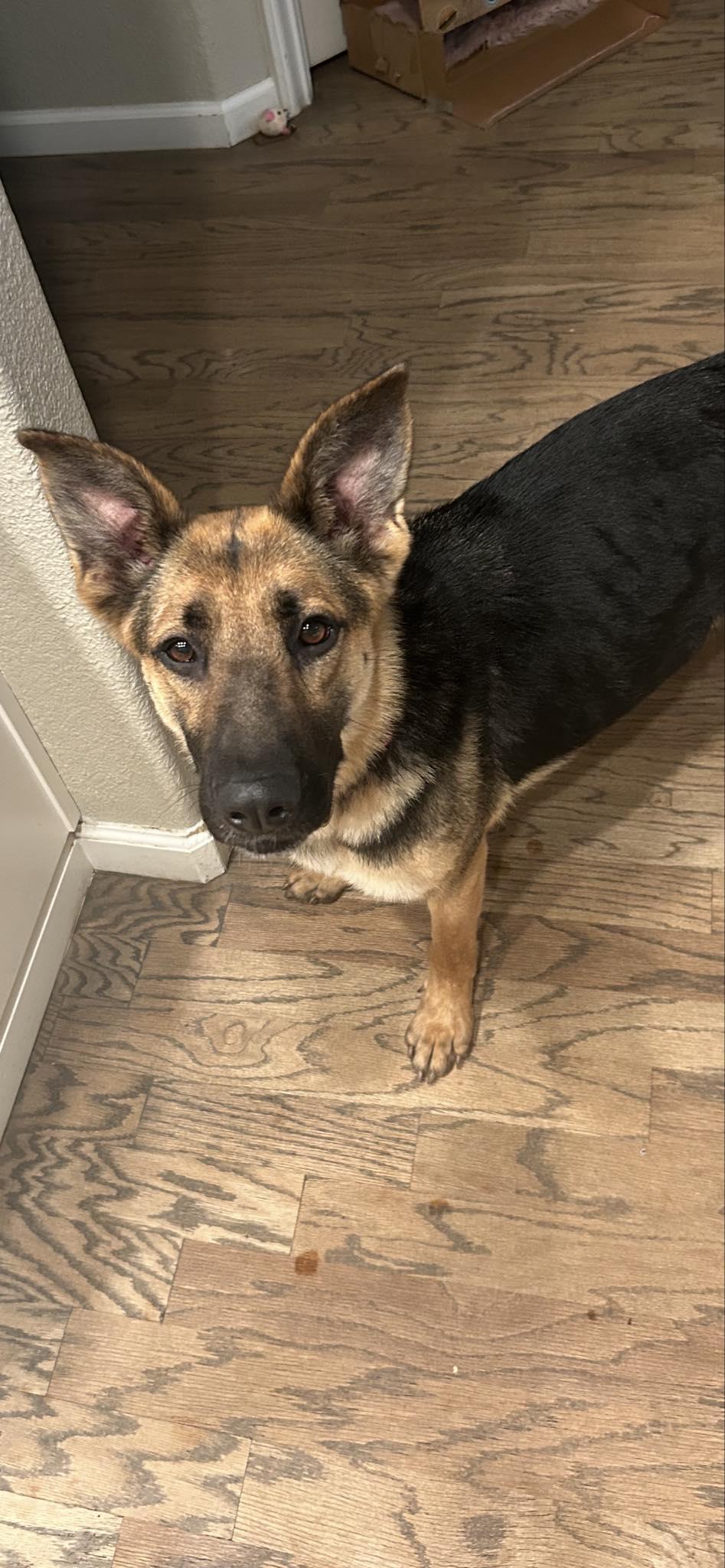 Jade, Adoptable, Young Female German Shepherd Dog.
