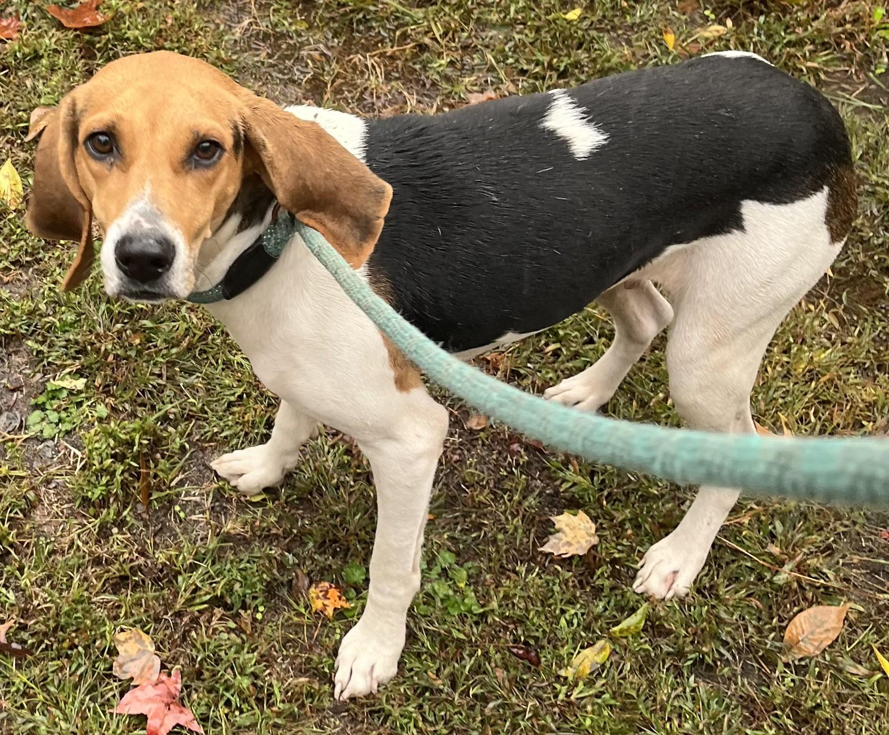 Chilly Pocket Houndy Girl