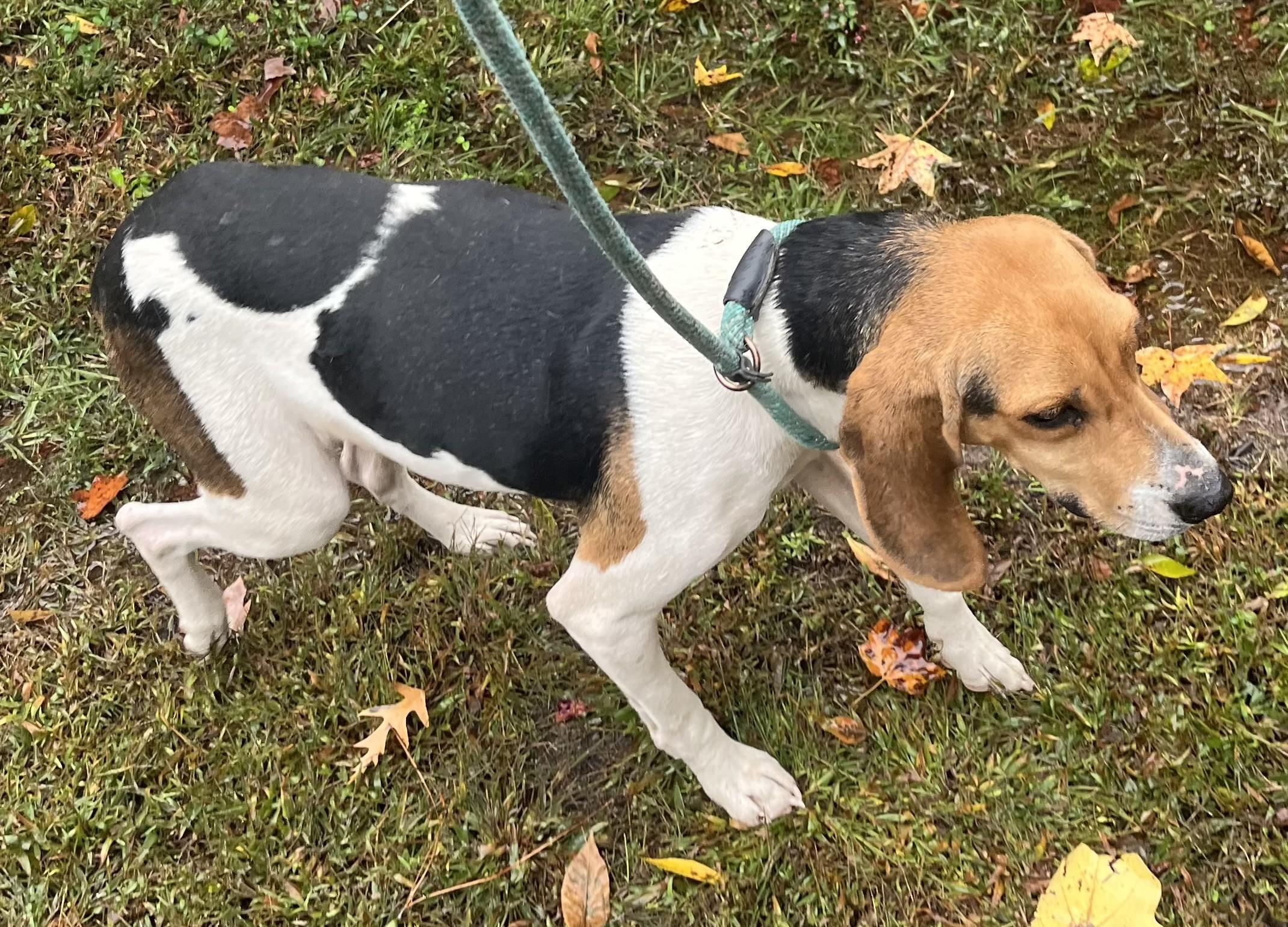 Chilly Pocket Houndy Girl