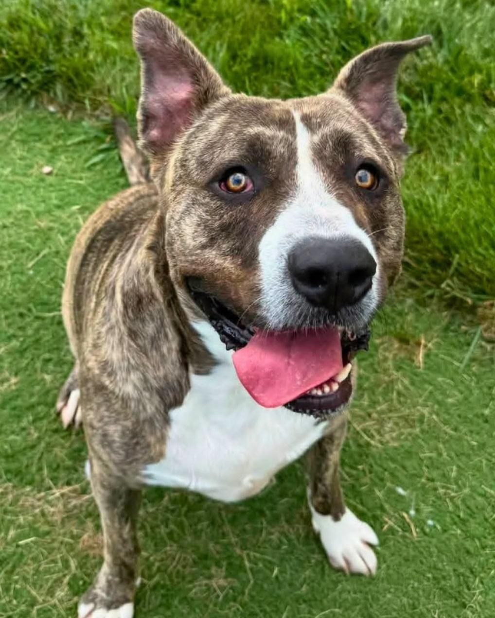 Yogi Bear, Adoptable, Adult Male Pit Bull Terrier.