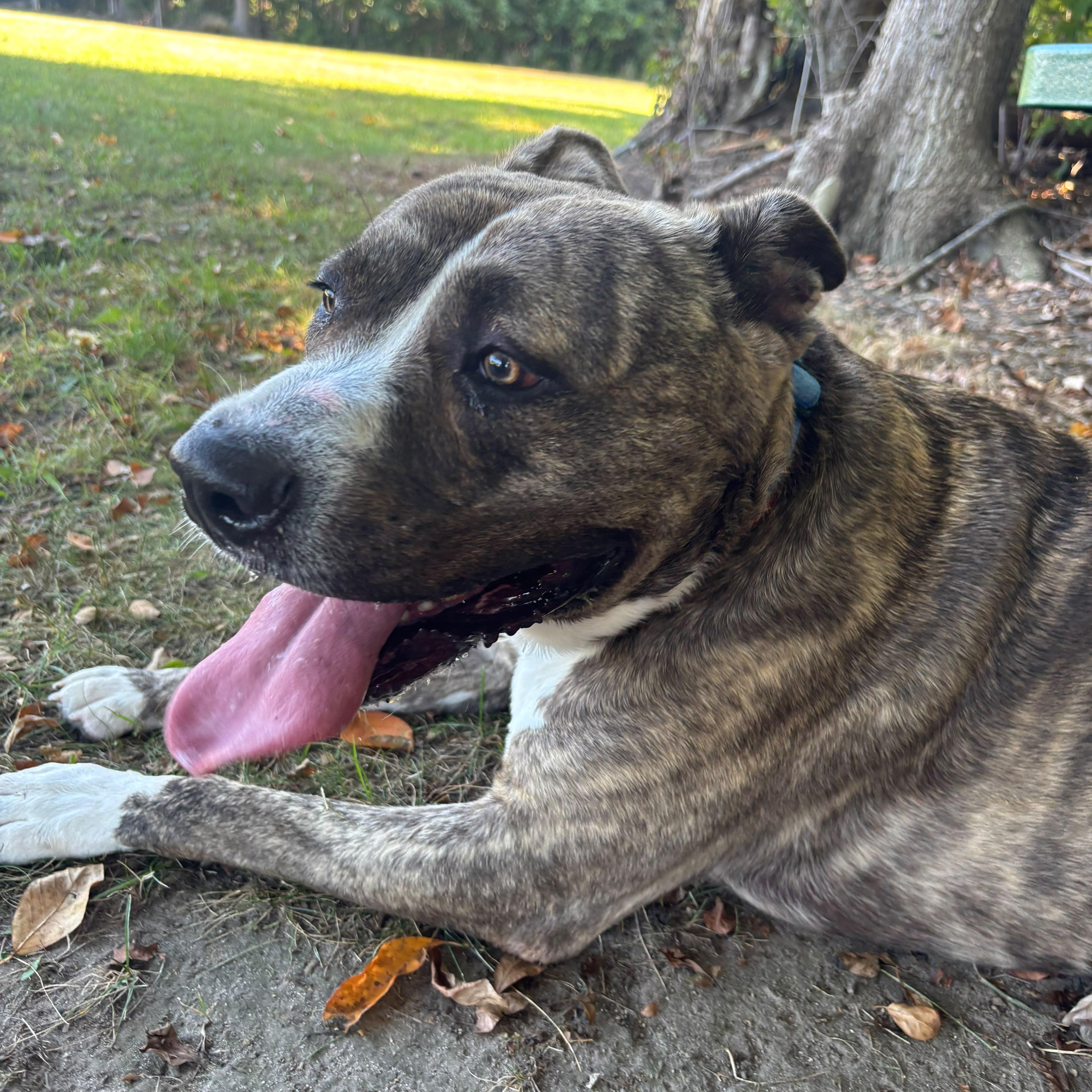 Enlarge Yogi Bear, a Adoptable mixed breed in Benton Harbor, MI image 4/6
