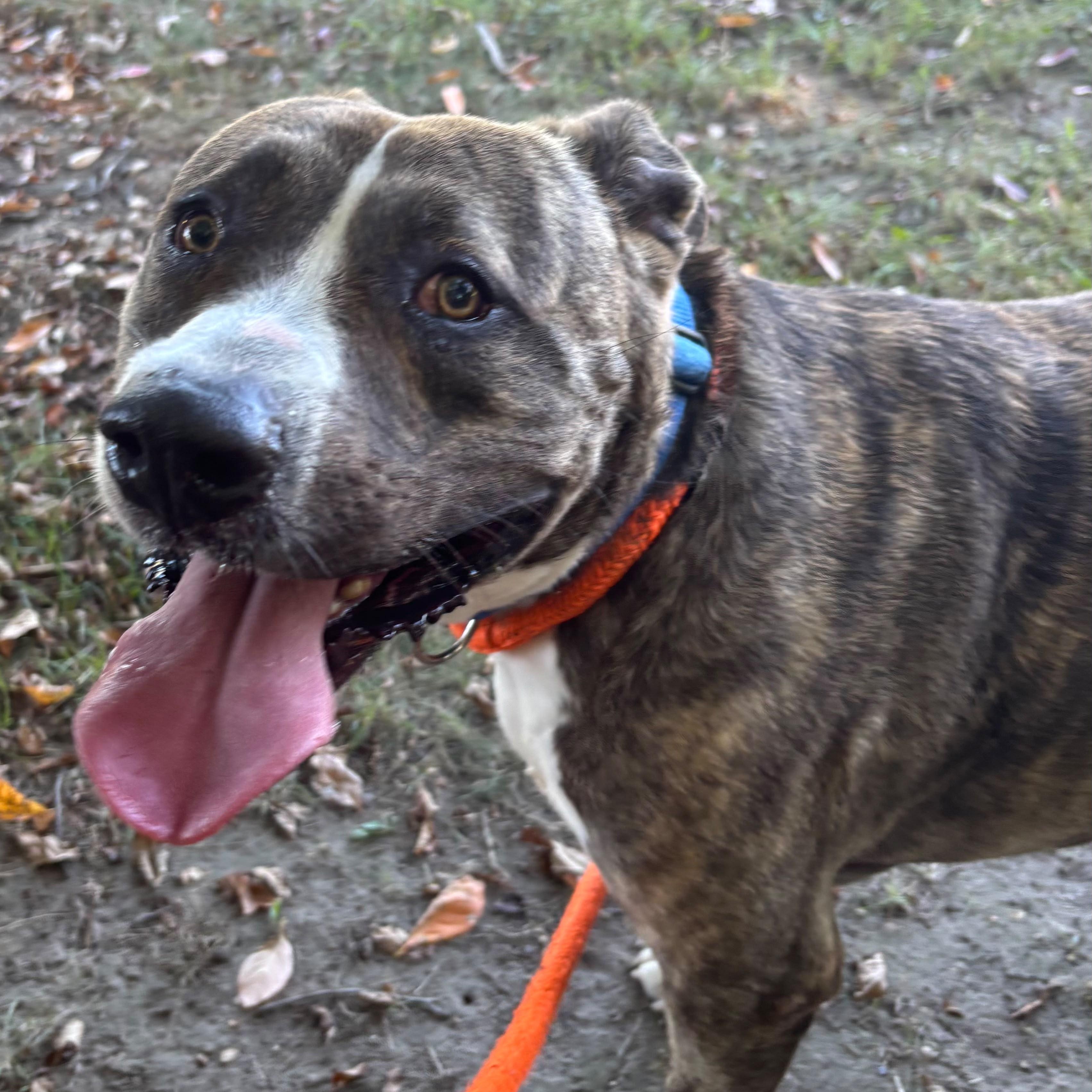 Enlarge Yogi Bear, a Adoptable mixed breed in Benton Harbor, MI image 3/6