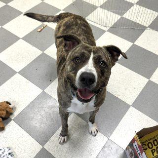 Enlarge Yogi Bear, a Adoptable mixed breed in Benton Harbor, MI image 2/6