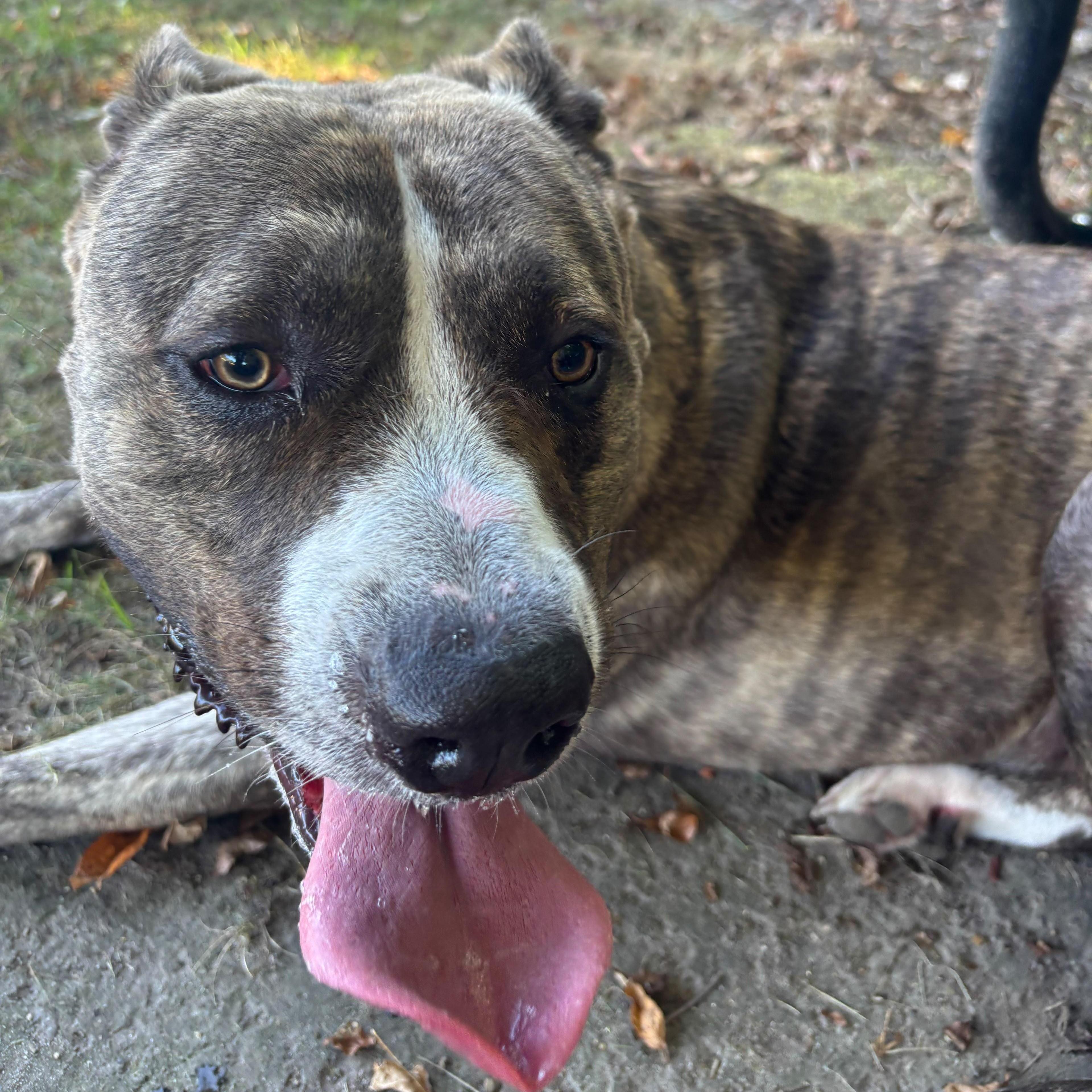 Enlarge Yogi Bear, a Adoptable mixed breed in Benton Harbor, MI image 6/6