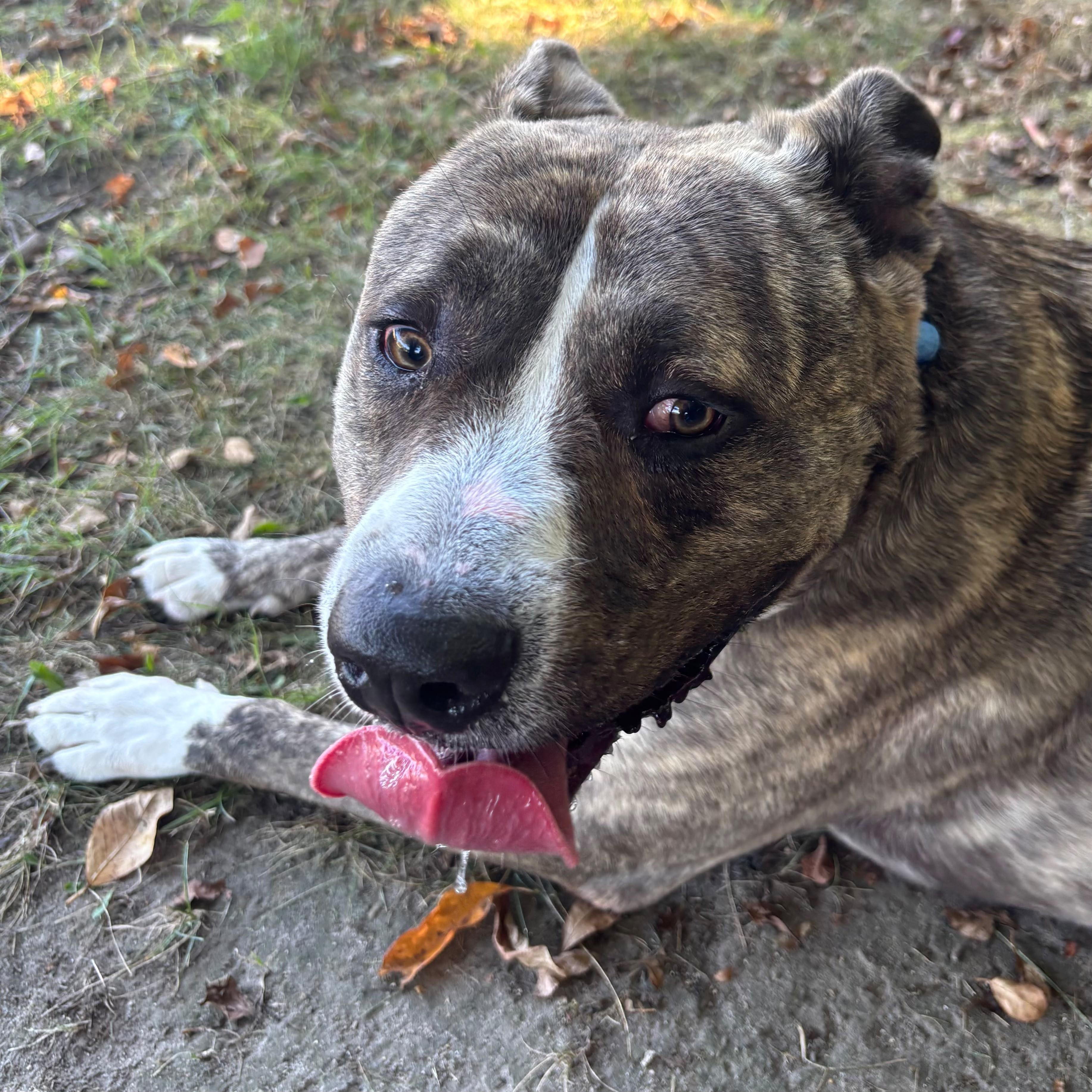 Enlarge Yogi Bear, a Adoptable mixed breed in Benton Harbor, MI image 5/6