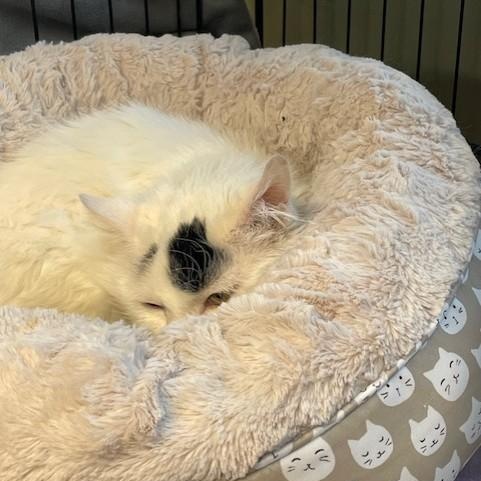 Enlarge Aspen, a ADOPTABLE Domestic Medium Hair in Attleboro, MA image 5/5