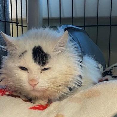 Enlarge Aspen, a ADOPTABLE Domestic Medium Hair in Attleboro, MA image 2/4