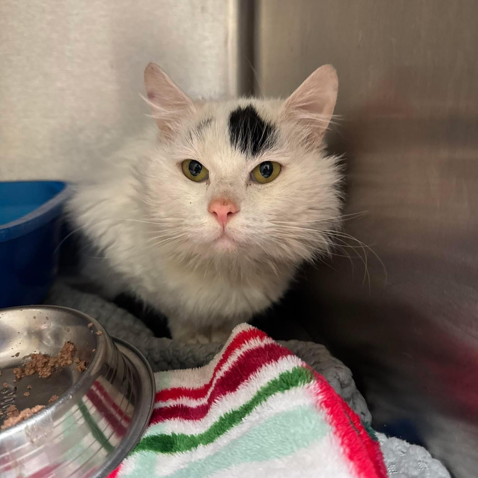 Aspen, ADOPTABLE, Young Male Domestic Medium Hair.