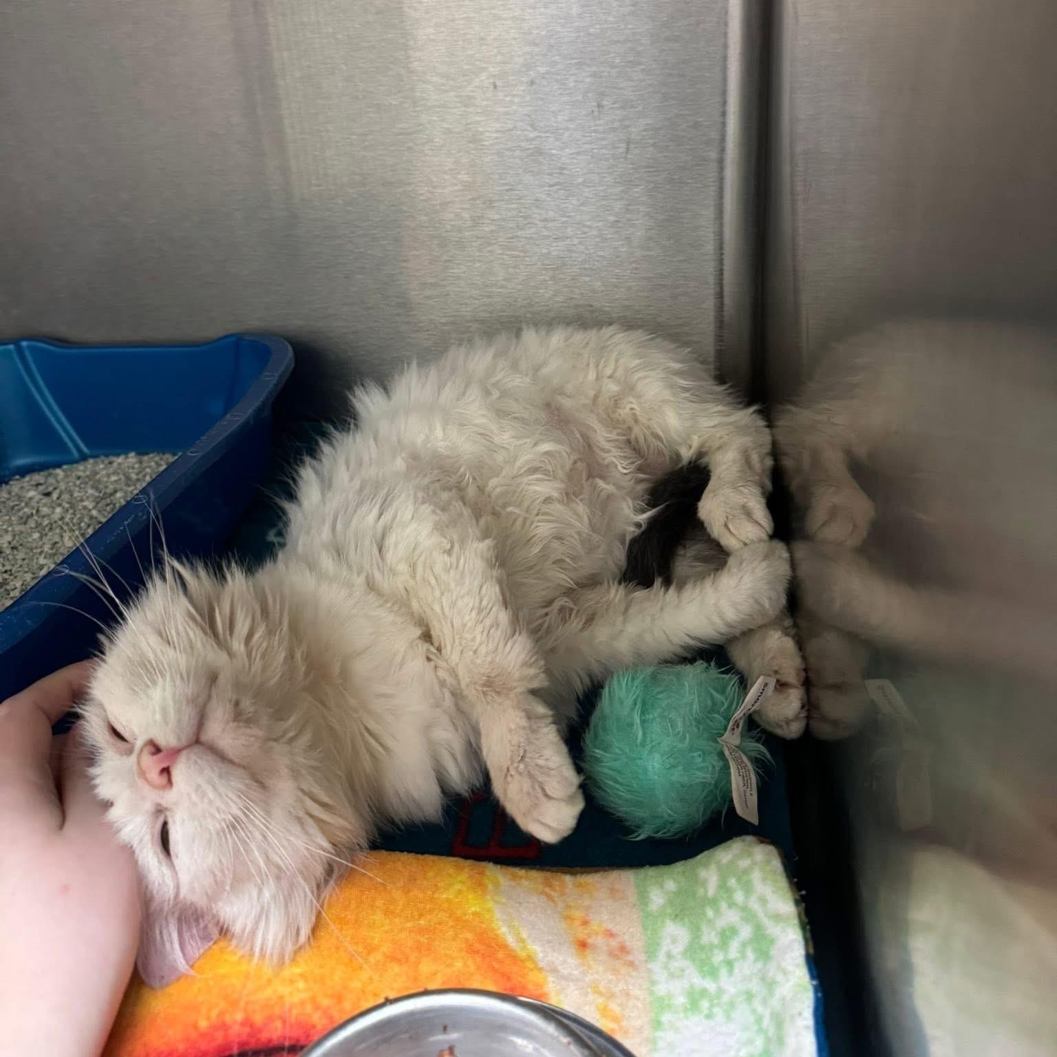 Enlarge Aspen, a ADOPTABLE Domestic Medium Hair in Attleboro, MA image 4/4