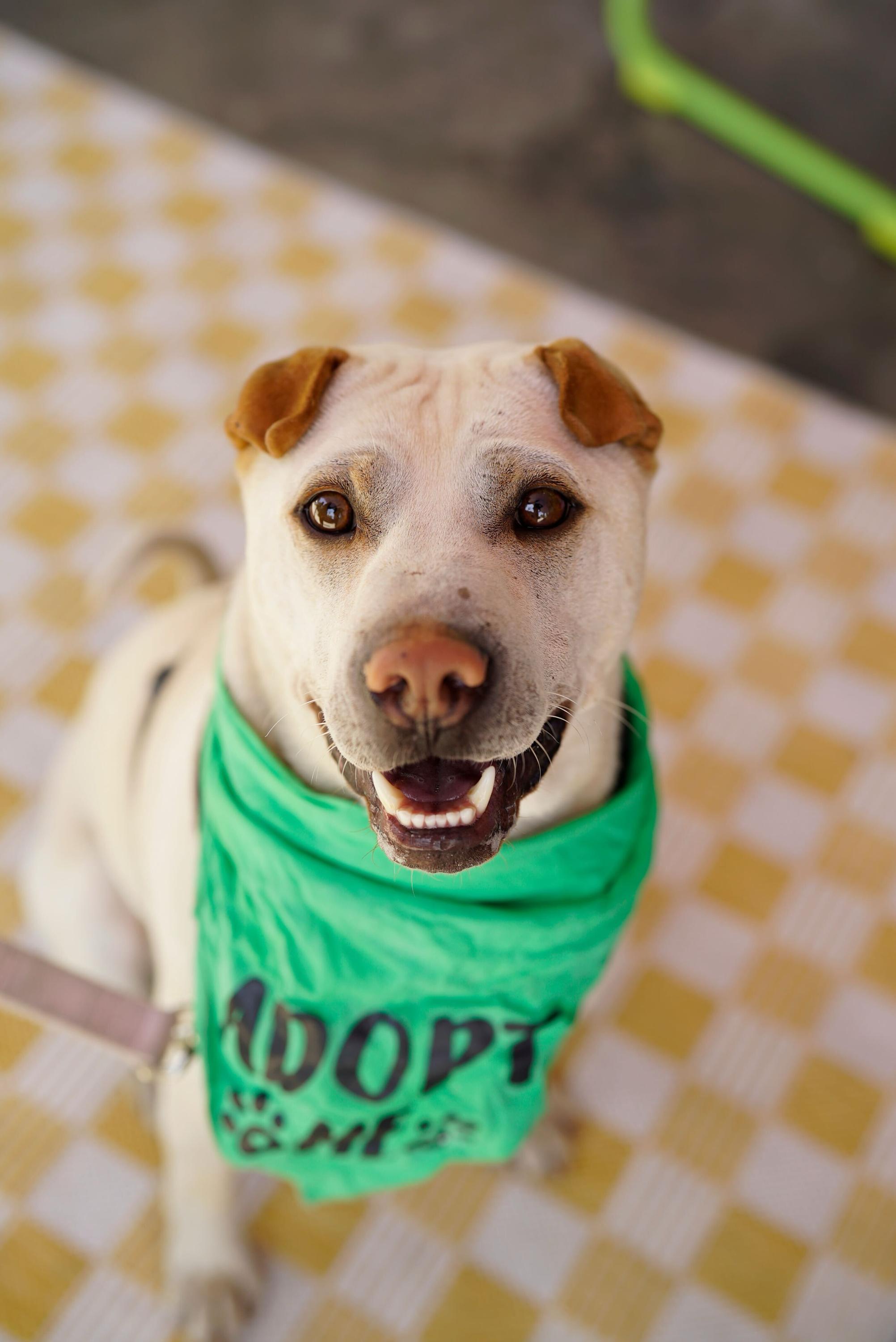 Drew, a Adoptable Shar-Pei in Pasadena, CA image 6/6