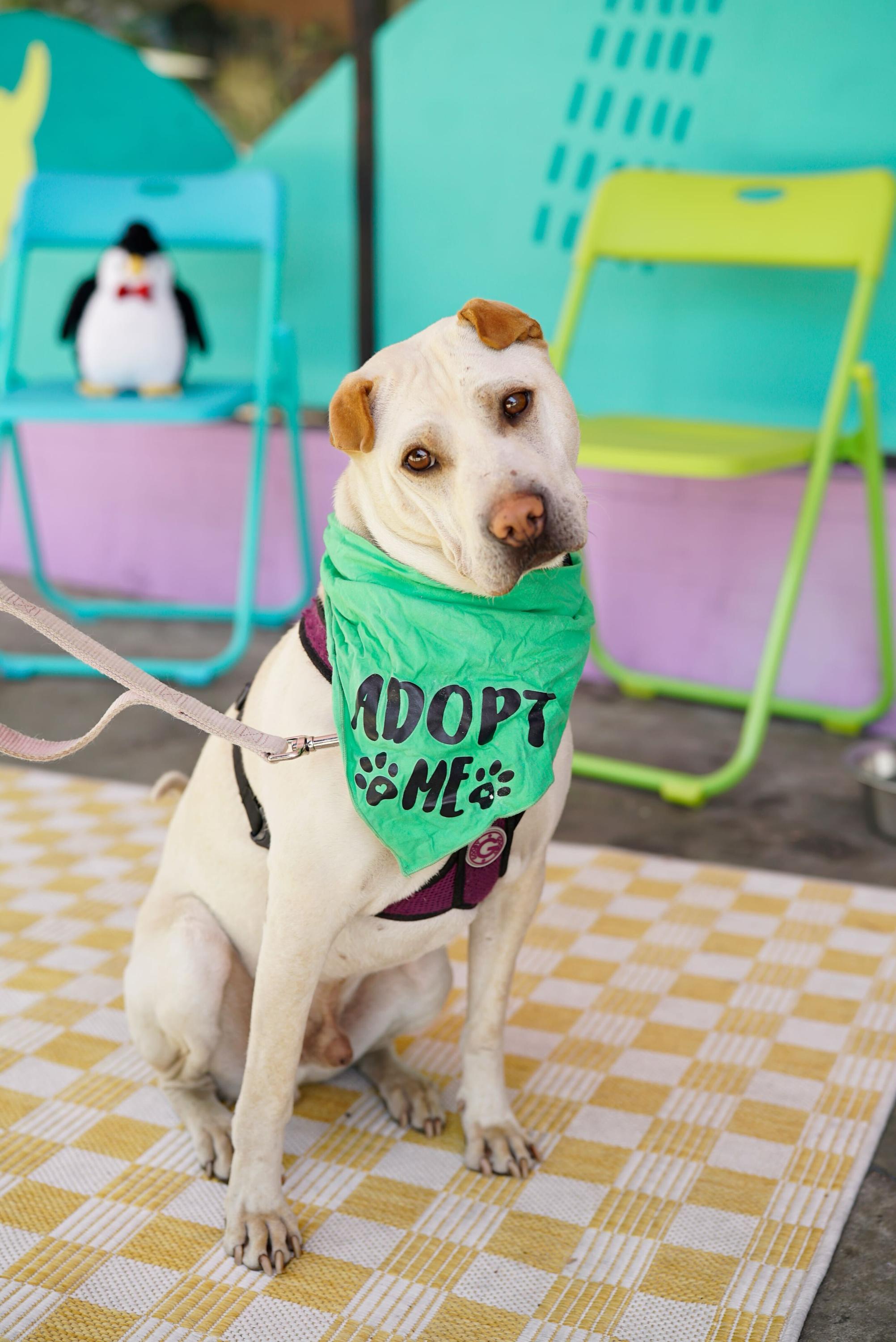 Drew, a Adoptable Shar-Pei in Pasadena, CA image 3/6