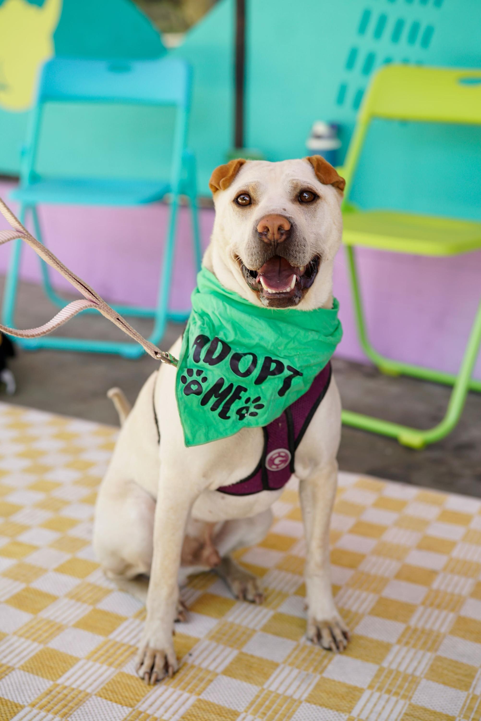 Drew, Adoptable, Adult Male Shar-Pei.