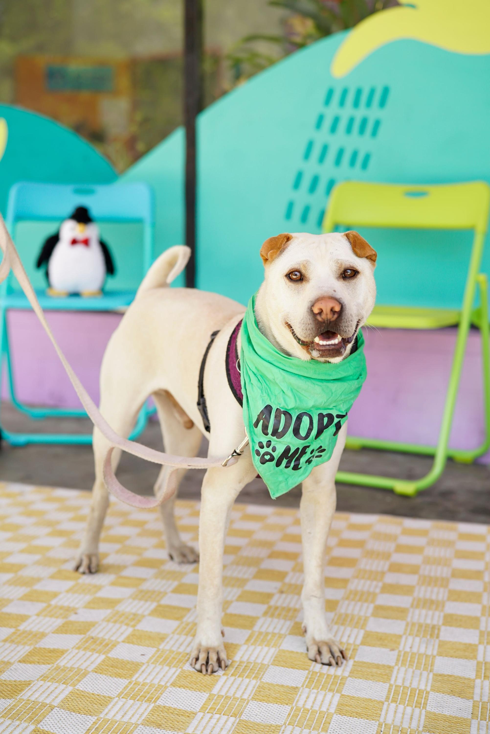 Drew, a Adoptable Shar-Pei in Pasadena, CA image 5/6