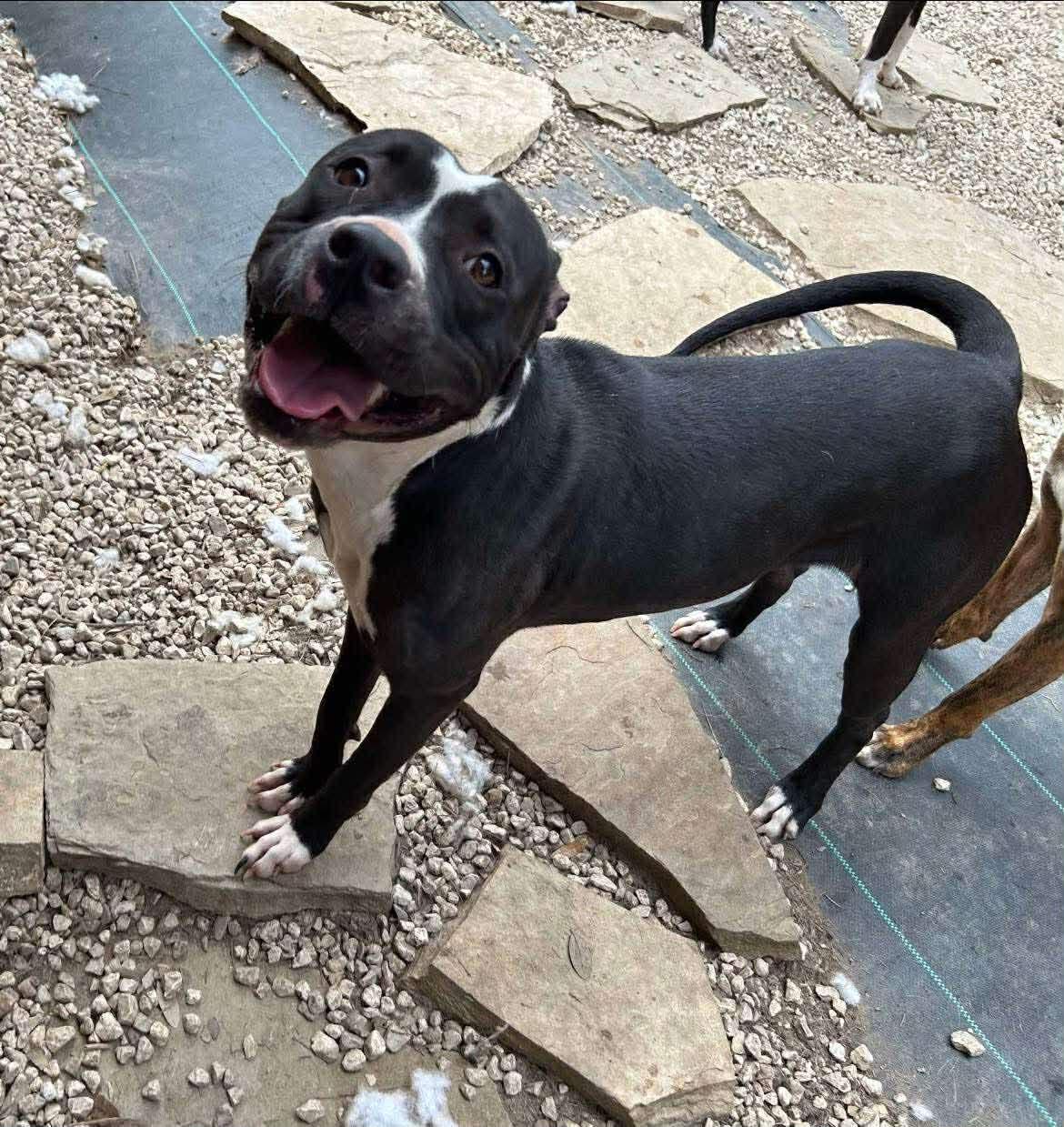 Pepper, a Adoptable Pit Bull Terrier in Cheektowaga, NY image 5/6