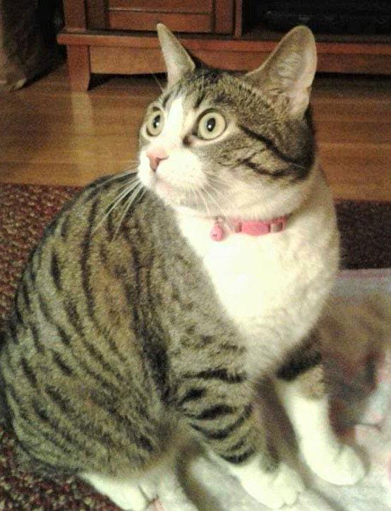 Abby, Adoptable, Senior Female Tabby & Domestic Short Hair.