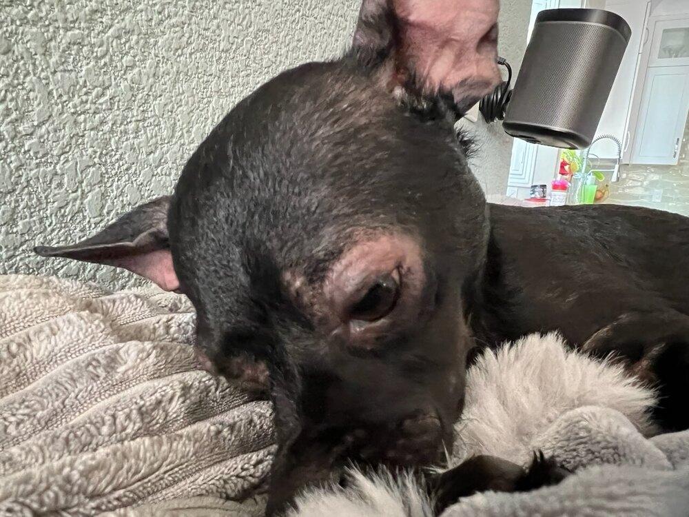 Phineas, Adoptable, Adult Male Chihuahua.