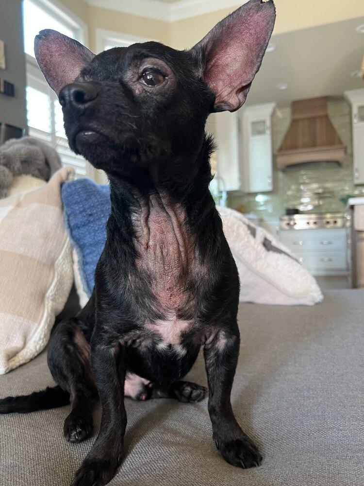 Enlarge Phineas, a Adoptable mixed breed in Claremont, CA image 2/6