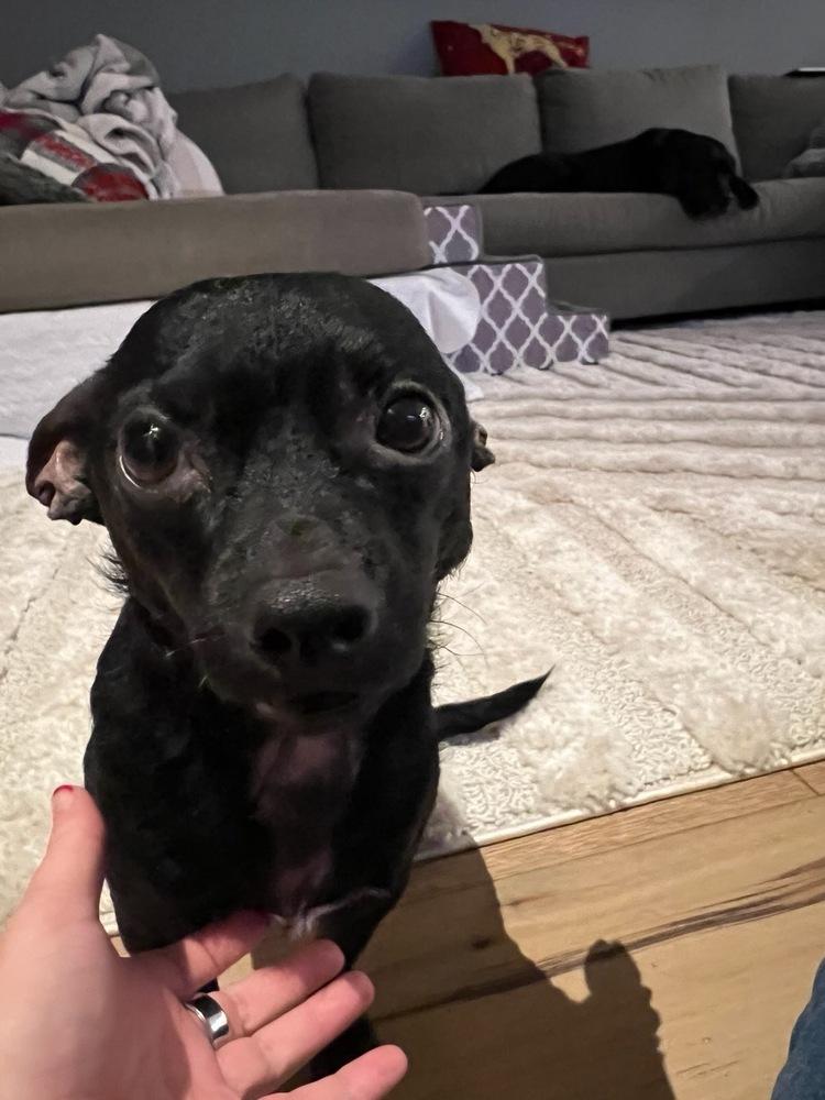 Enlarge Phineas, a Adoptable mixed breed in Claremont, CA image 1/6