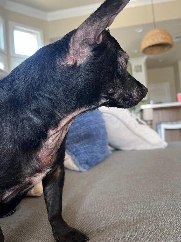 Enlarge Phineas, a Adoptable mixed breed in Claremont, CA image 4/6