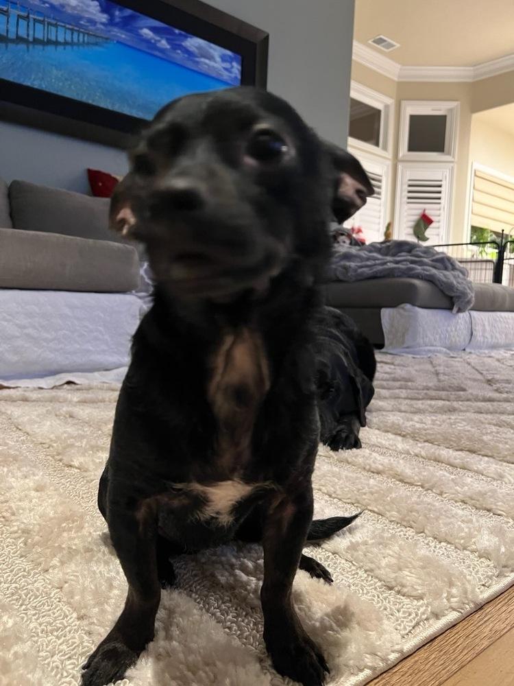 Phineas — thumbnail 3