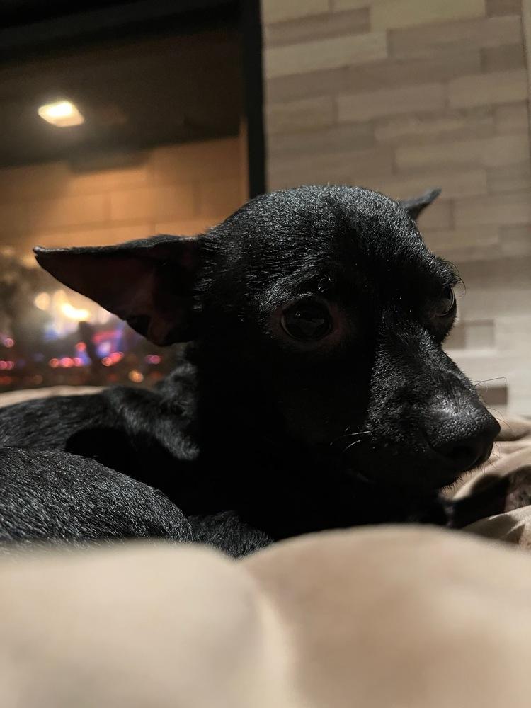 Enlarge Phineas, a Adoptable mixed breed in Claremont, CA image 5/6