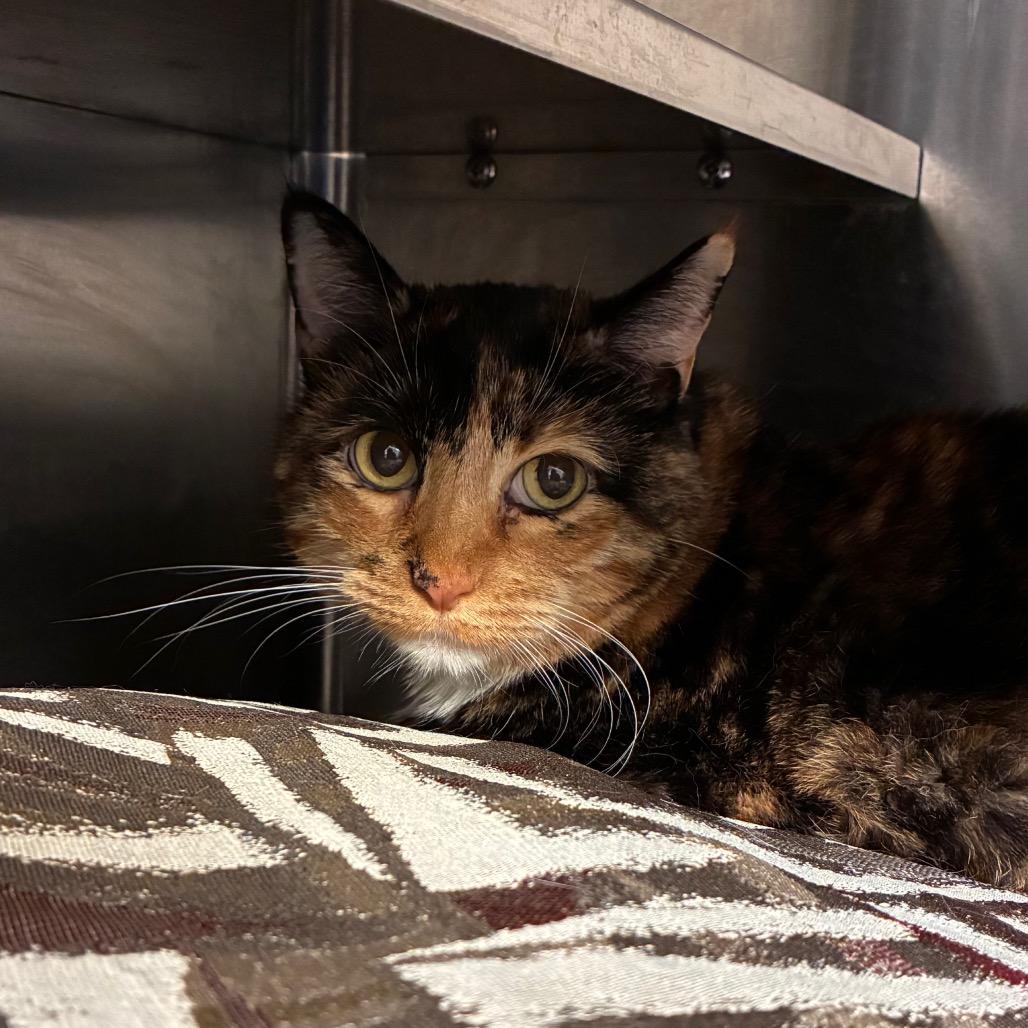 Bubbles, Adoptable, Senior Female Domestic Short Hair.