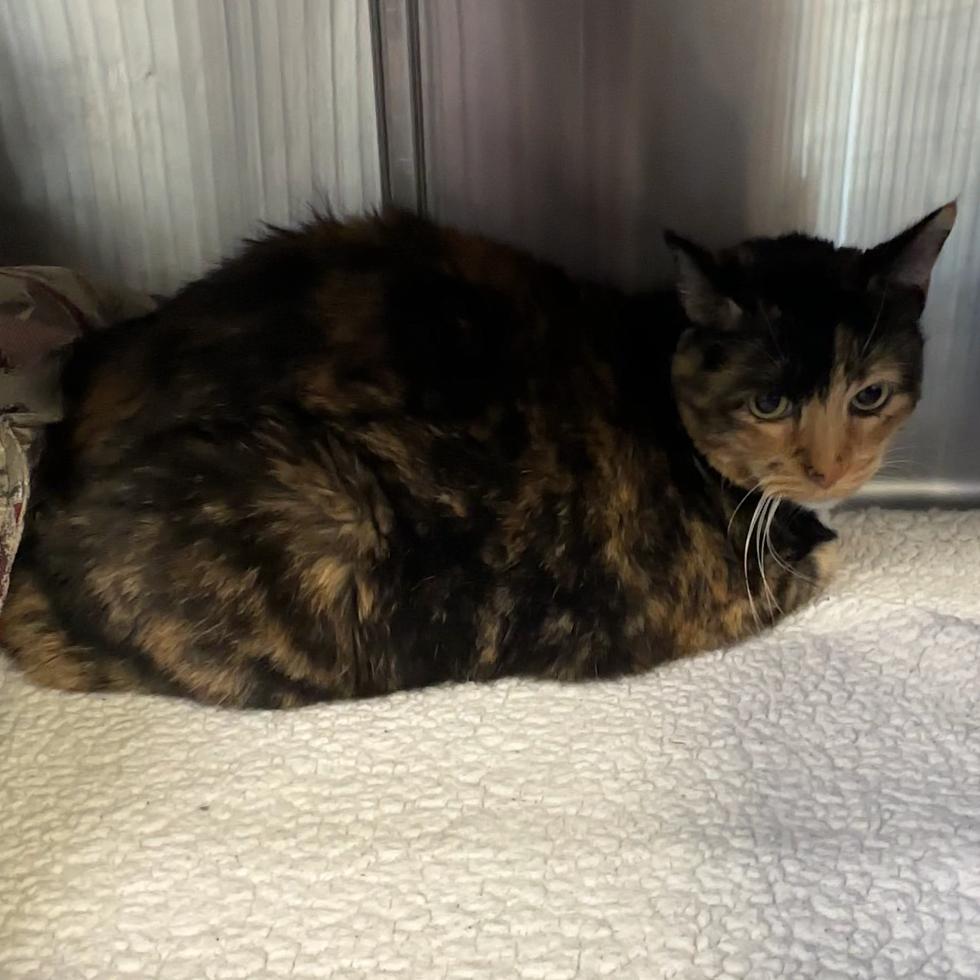 Bubbles, a Adoptable Domestic Short Hair in Manhattan, KS image 2/2