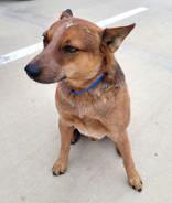 Enlarge Tuff, a ADOPTABLE Australian Cattle Dog / Blue Heeler in Commerce, TX image 2/4