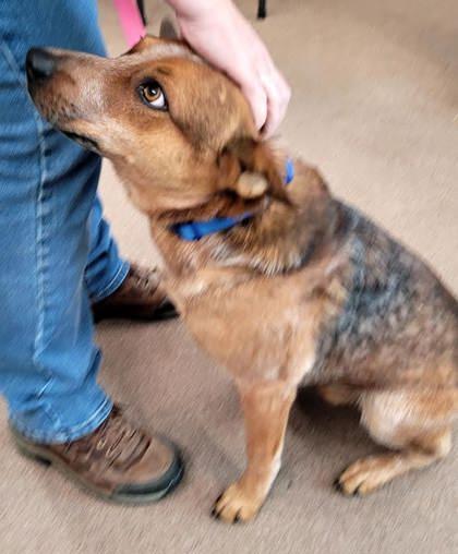 Enlarge Tuff, a ADOPTABLE Australian Cattle Dog / Blue Heeler in Commerce, TX image 3/4