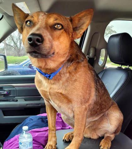 Enlarge Tuff, a ADOPTABLE Australian Cattle Dog / Blue Heeler in Commerce, TX image 4/4