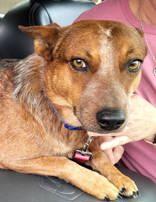Enlarge Tuff, a ADOPTABLE Australian Cattle Dog / Blue Heeler in Commerce, TX image 1/4