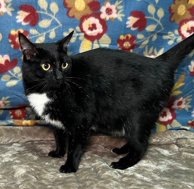 251313  Ribs, Adoptable, Adult Female Domestic Short Hair.