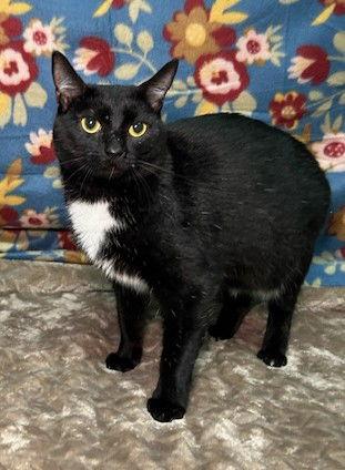 Enlarge 251313  Ribs, a Adoptable Domestic Short Hair in Wetumpka, AL image 2/3