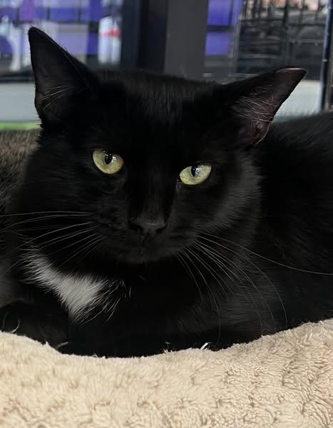 Renee, a Adoptable Domestic Medium Hair in Johnston, RI image 2/4