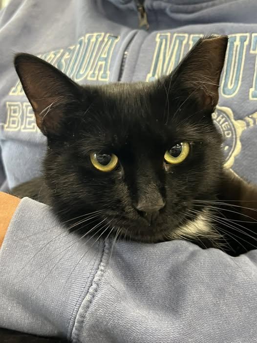 Renee, a Adoptable Domestic Medium Hair in Johnston, RI image 3/4