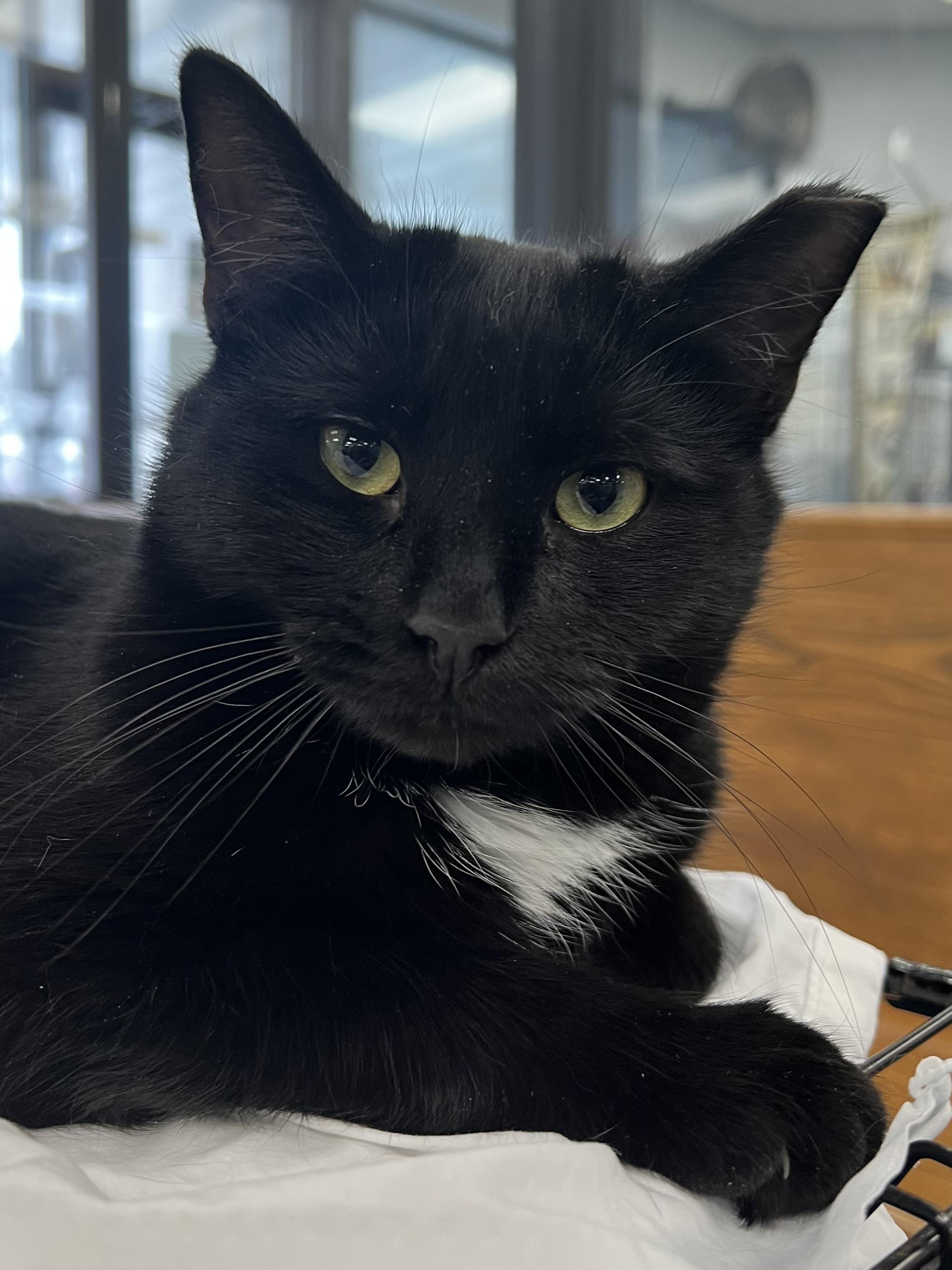 Enlarge Renee, a Adoptable Domestic Medium Hair in Johnston, RI image 5/6