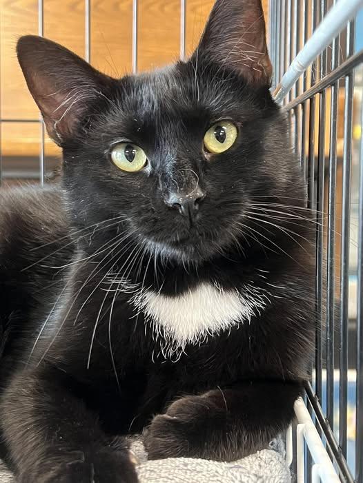 Renee, a Adoptable Domestic Medium Hair in Johnston, RI image 4/4