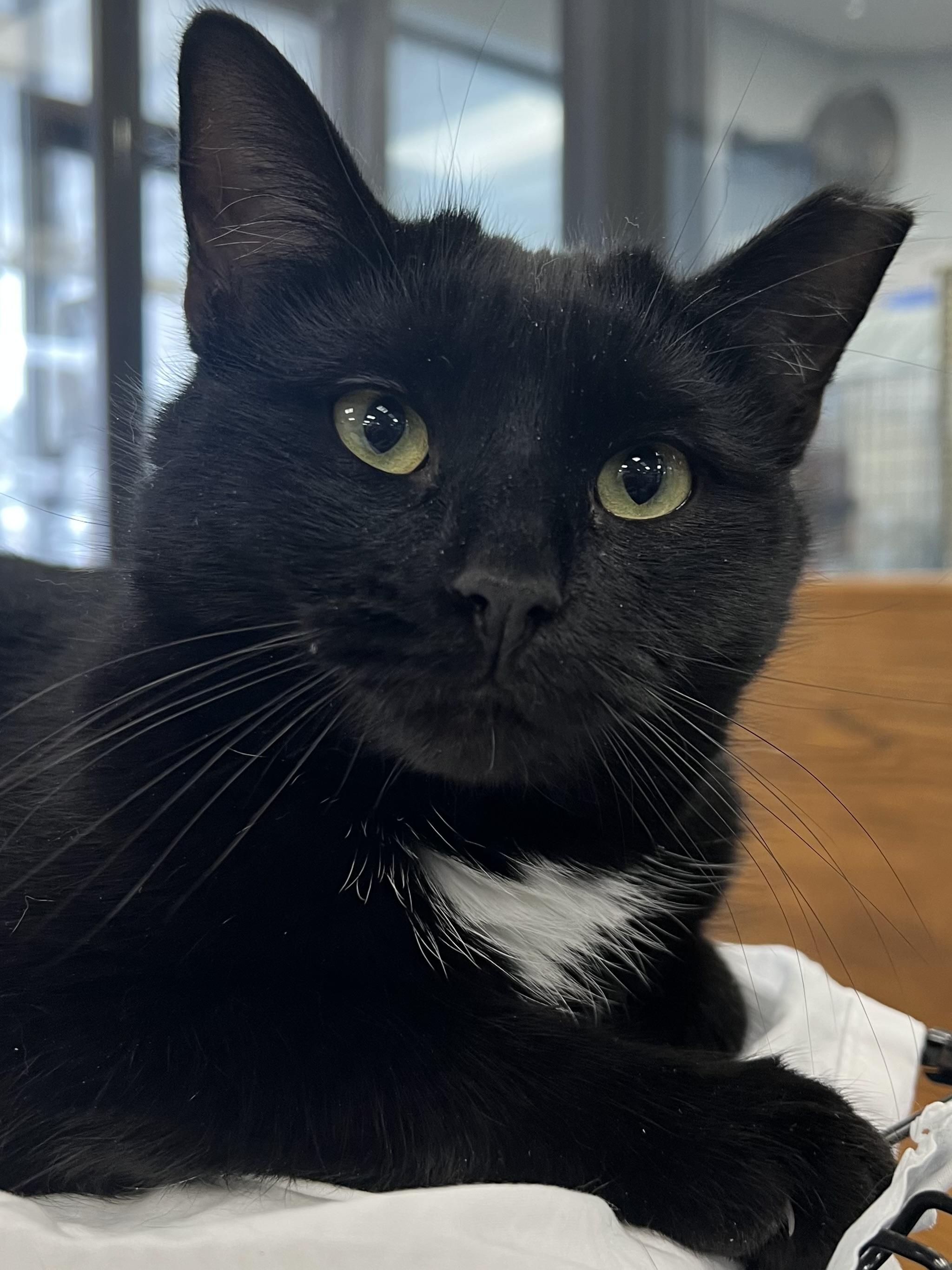 Enlarge Renee, a Adoptable Domestic Medium Hair in Johnston, RI image 2/6