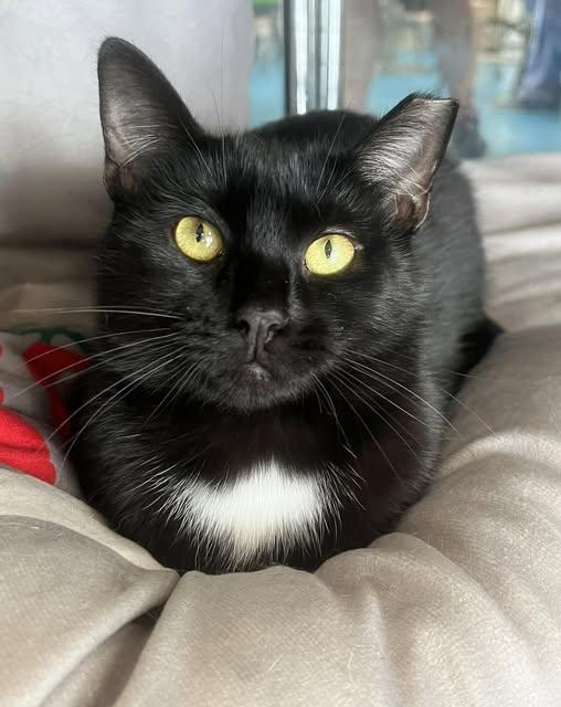 Renee, Adoptable, Adult Male Domestic Medium Hair.