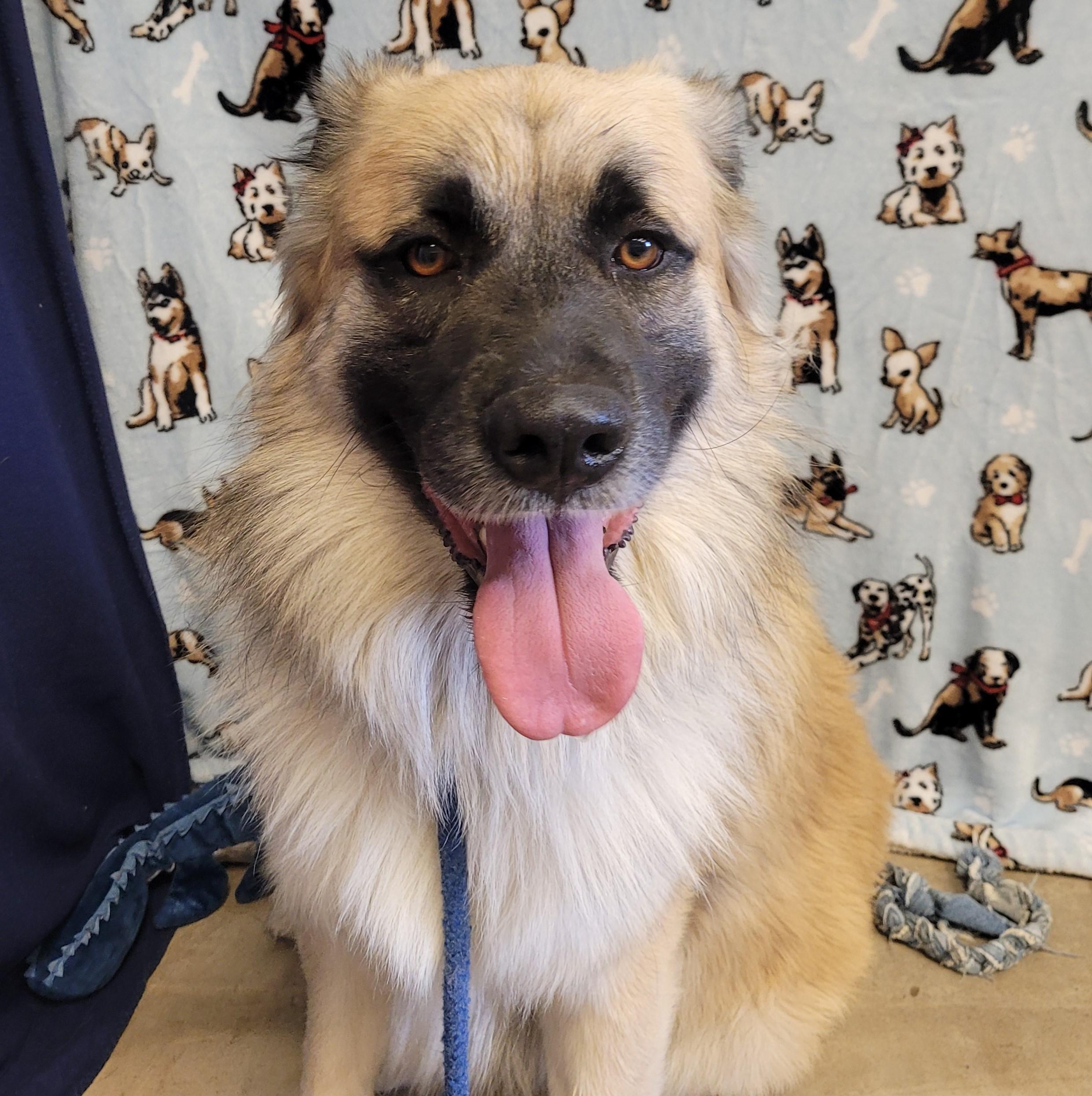 Enlarge Dexter, a ADOPTABLE Anatolian Shepherd in ALPINE, TX image 2/5