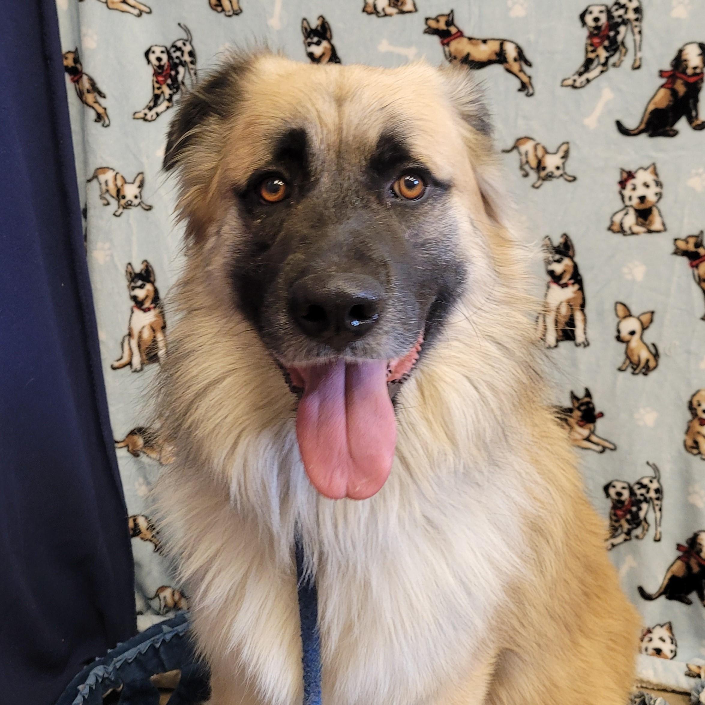 Enlarge Dexter, a ADOPTABLE Anatolian Shepherd in ALPINE, TX image 4/5