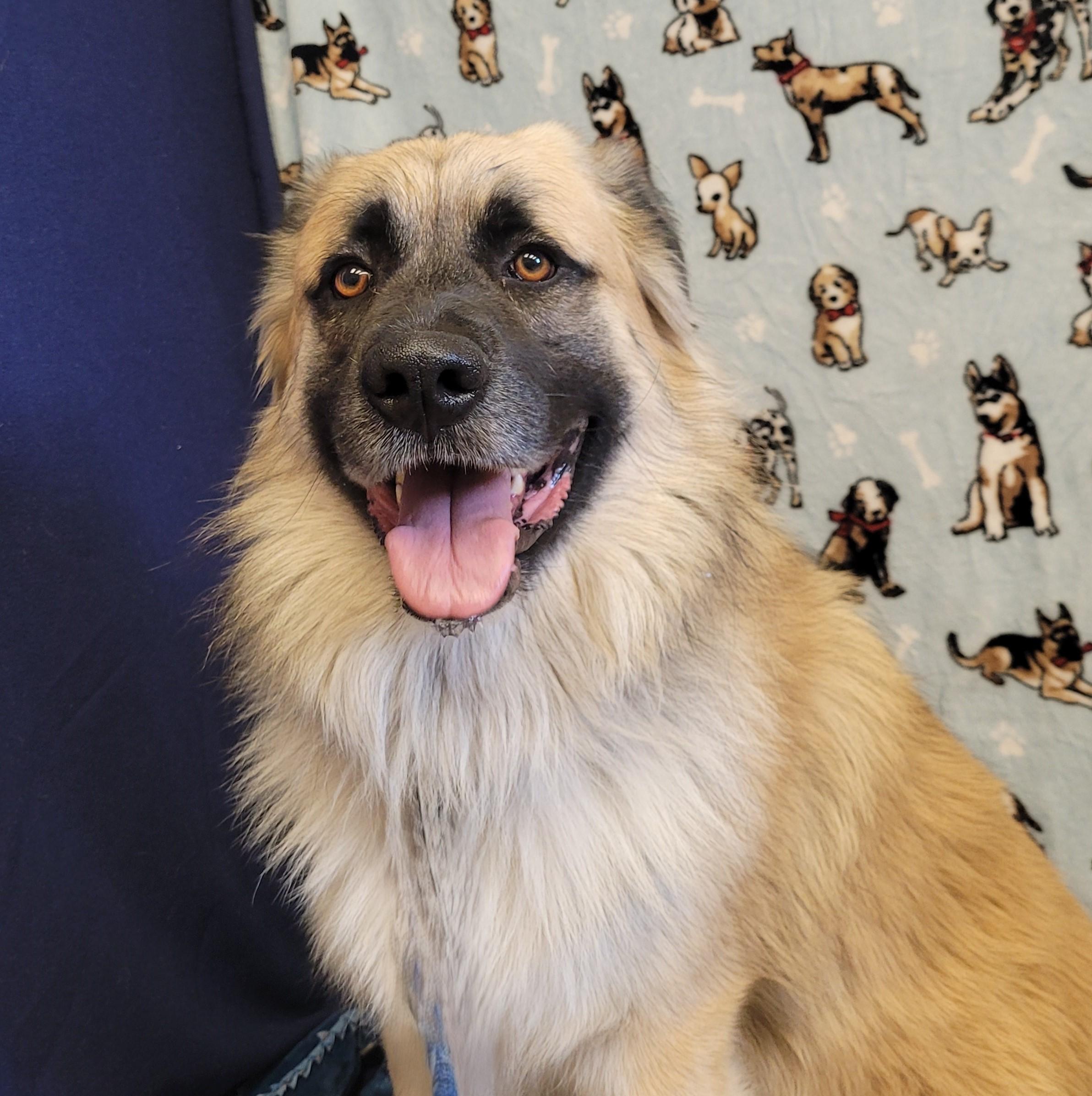 Enlarge Dexter, a ADOPTABLE Anatolian Shepherd in ALPINE, TX image 1/5